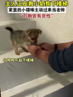 萌化了！这只猫咪竟然当起了小奶狗的“老师”！  
主人带回一只小狗宝宝，正想教它