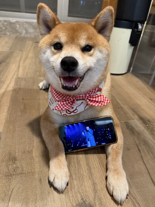 小狗手机支架