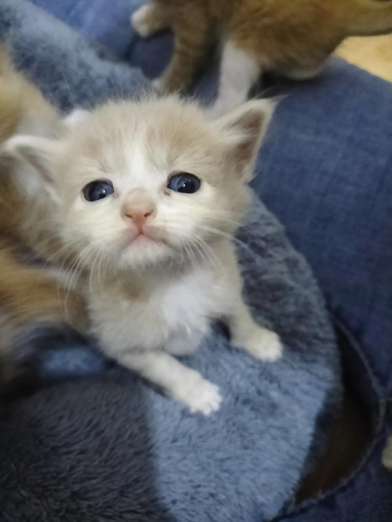 小猫咪昨天还在我被窝里睡觉，中午生病，就是有一点吐黄水，今天早上就回喵星了，好可