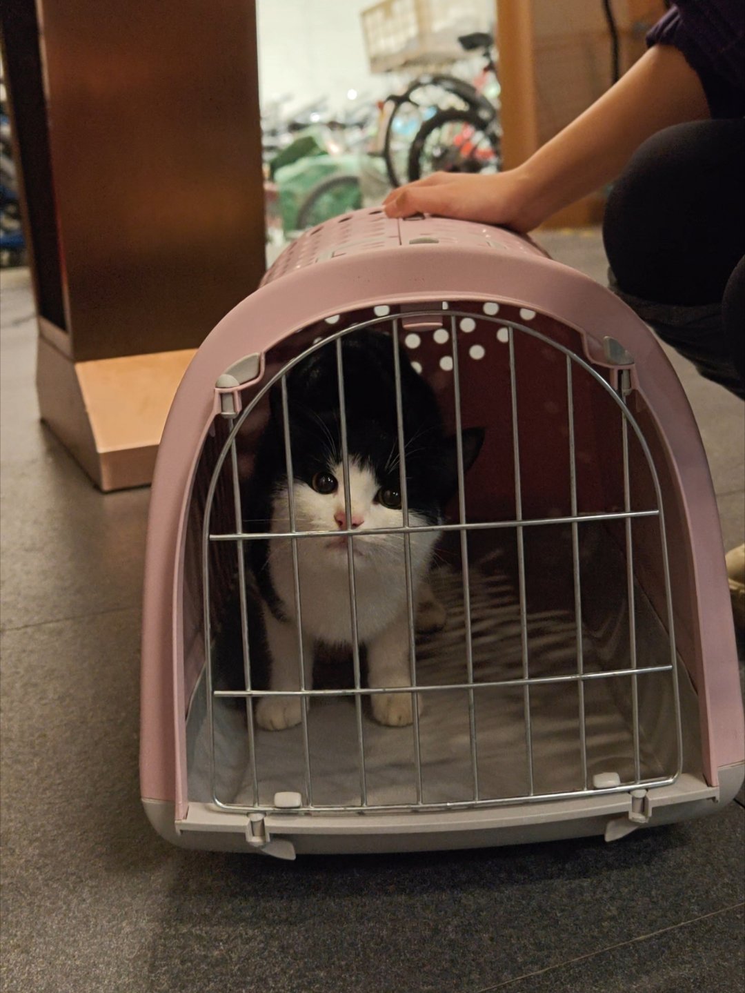 本地突发。又捡猫了。现在已经在医院做传染病筛查了。女孩！超级亲人，一手捞起来那种