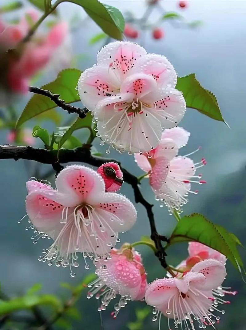 上联：默赏花开花含意，
下联：闲听松涛松赖音，
下联：慢吟竹韵竹传心。