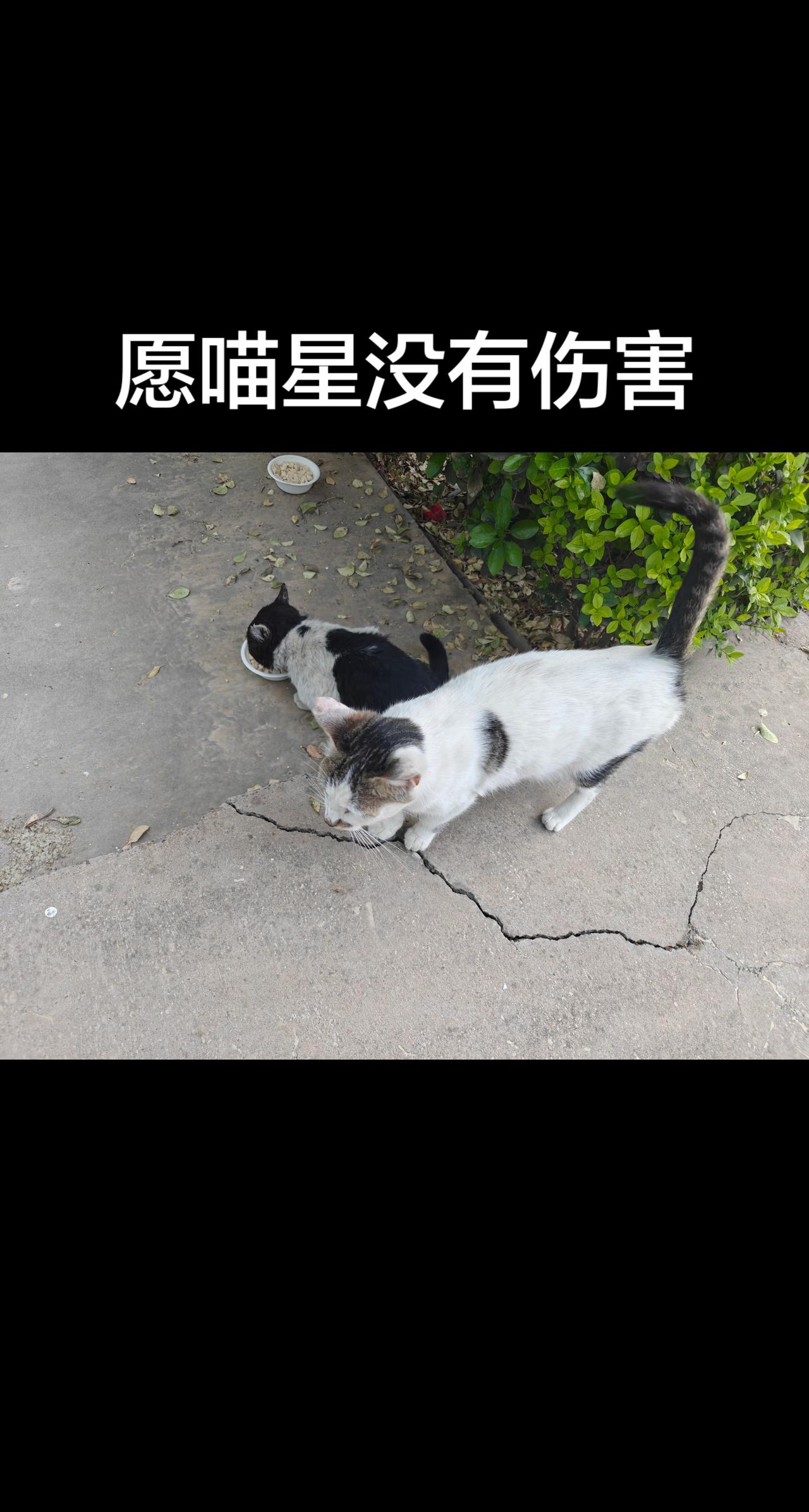今天终于听到了一个坏消息，一直投喂的小流浪猫白白不幸在五一假期，被停车场的车压了