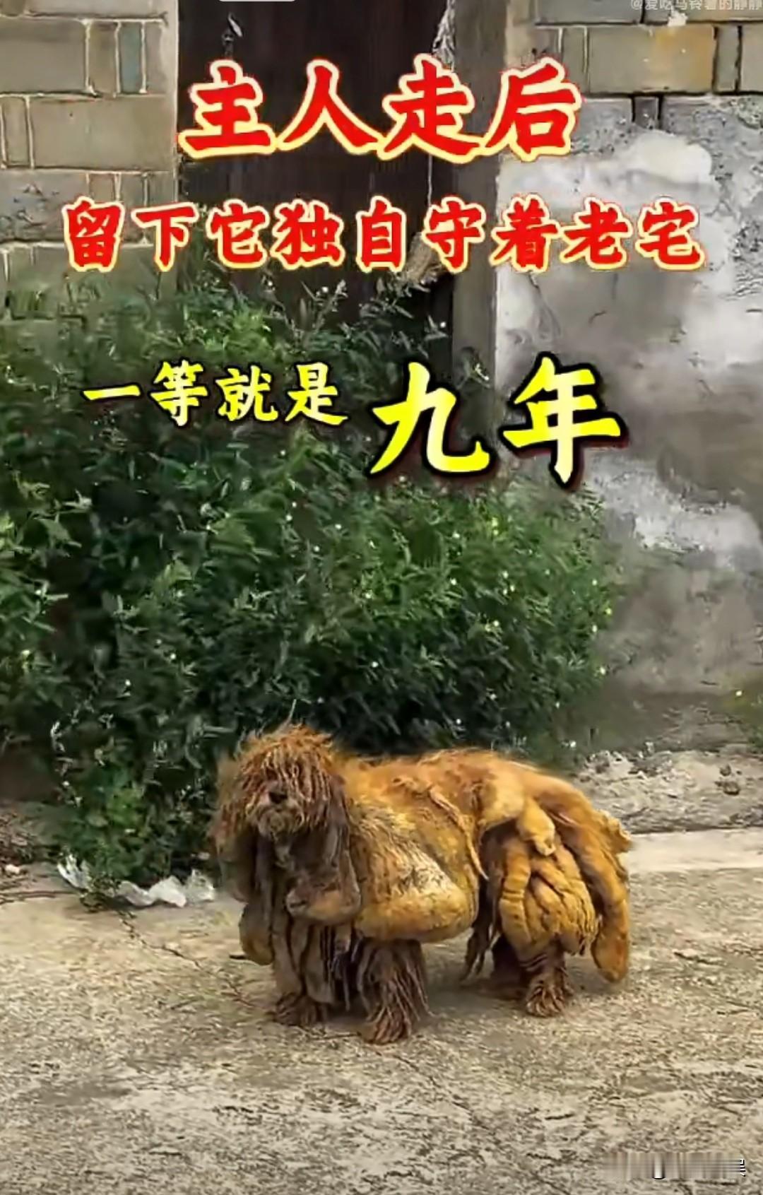 九年你知道这九年它是怎么过的吗？
主人离去九年多，独留它守着老宅，这一等就是九年