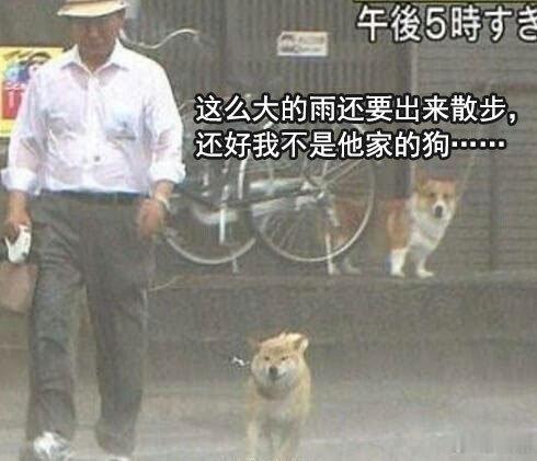 这么大的雨还要出来散步，还好我不是他家的狗 