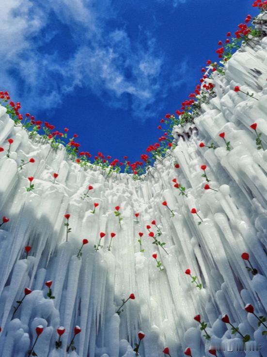 近日，哈尔滨冰雪大世界打造了一座超大玫瑰冰瀑。数万朵冰雕玫瑰在心形冰瀑上绽放，阳