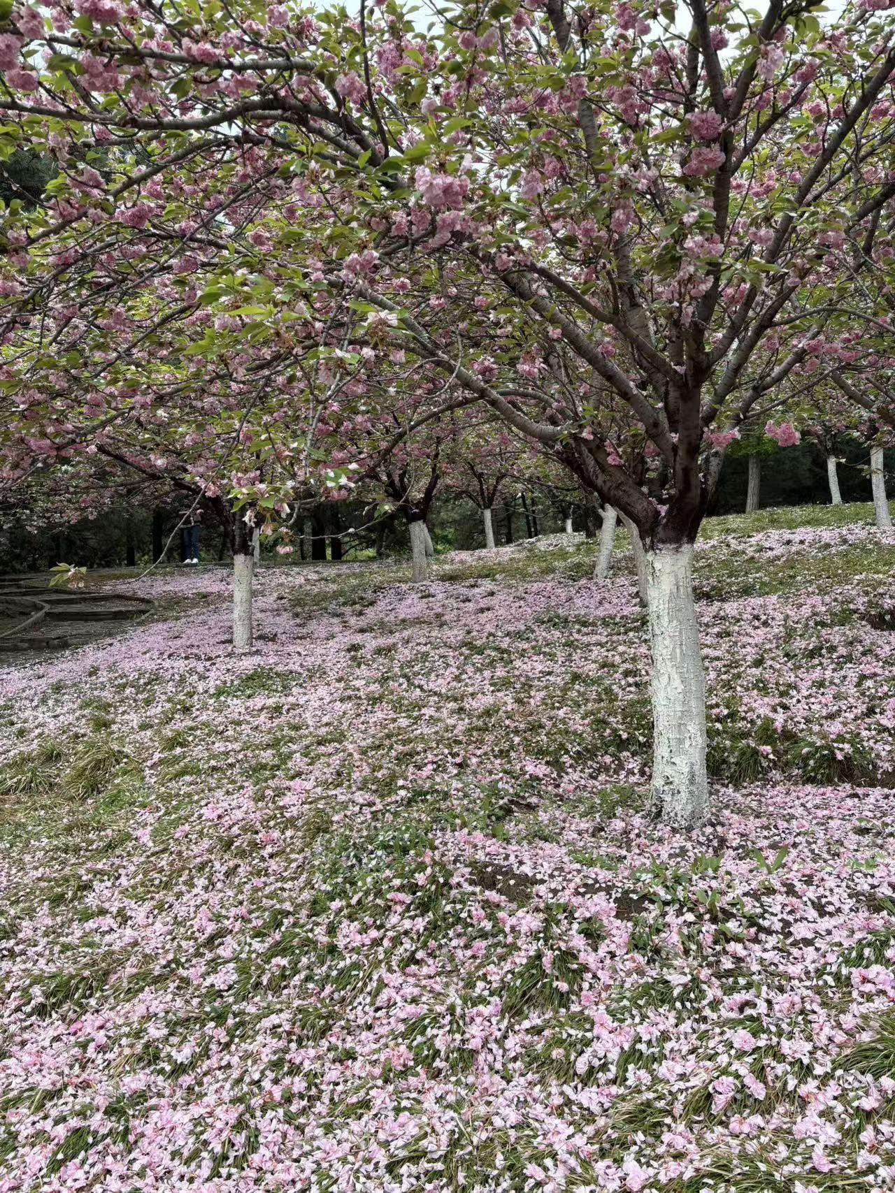 “人生本过客，得失皆随缘”，这话太有禅意了。从宇宙角度看，我们的生命如流星划过夜