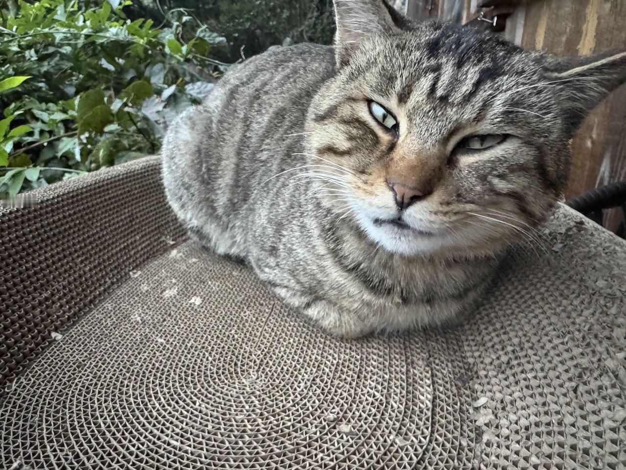 黑妞又进山打野了，留下咪咪独自在家，也许是咪咪厌倦了这种漂泊无依的生活方式了吧，