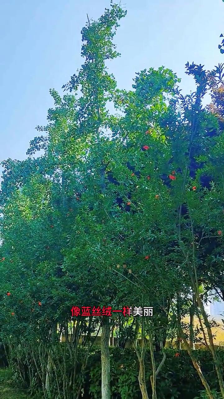 牧开天食的岛云，像蓝丝绒一样美丽。我为你翻山越岭，却无心看风景。