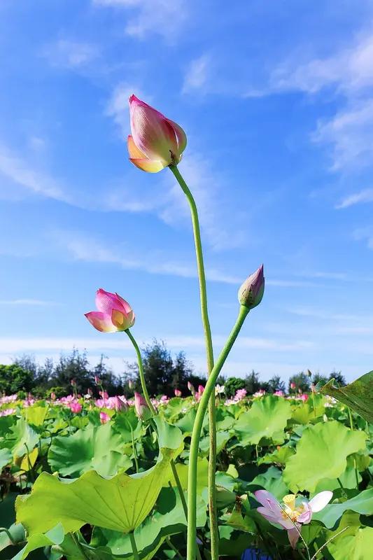 暮春以她轻盈的裙摆悄然临近，柳絮沾着细雨的温柔等候盛夏的热烈，时光赠人诗意，日子