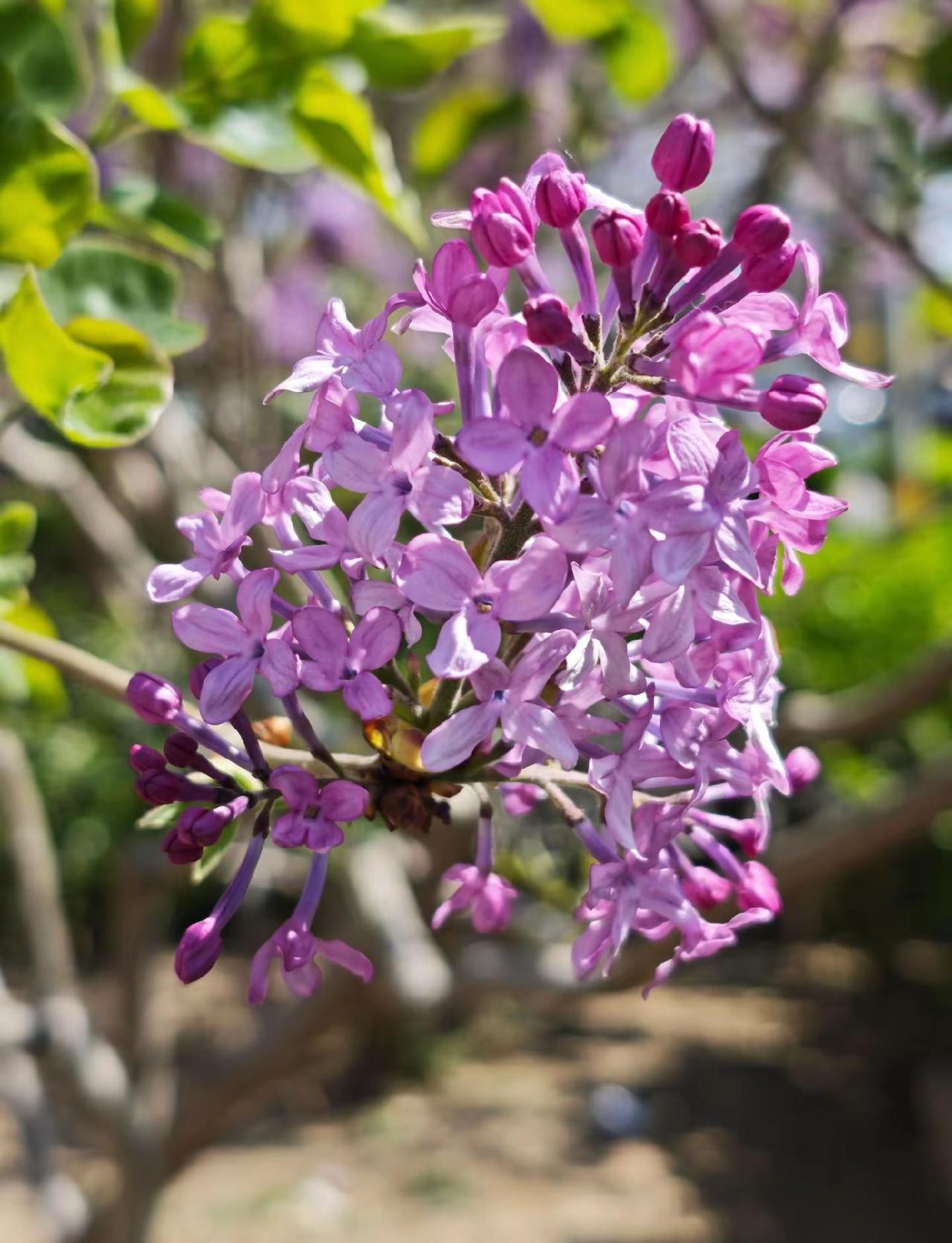 让生活的节奏缓一缓，享受每一步的风景……拍花大赛 风景就在身边
