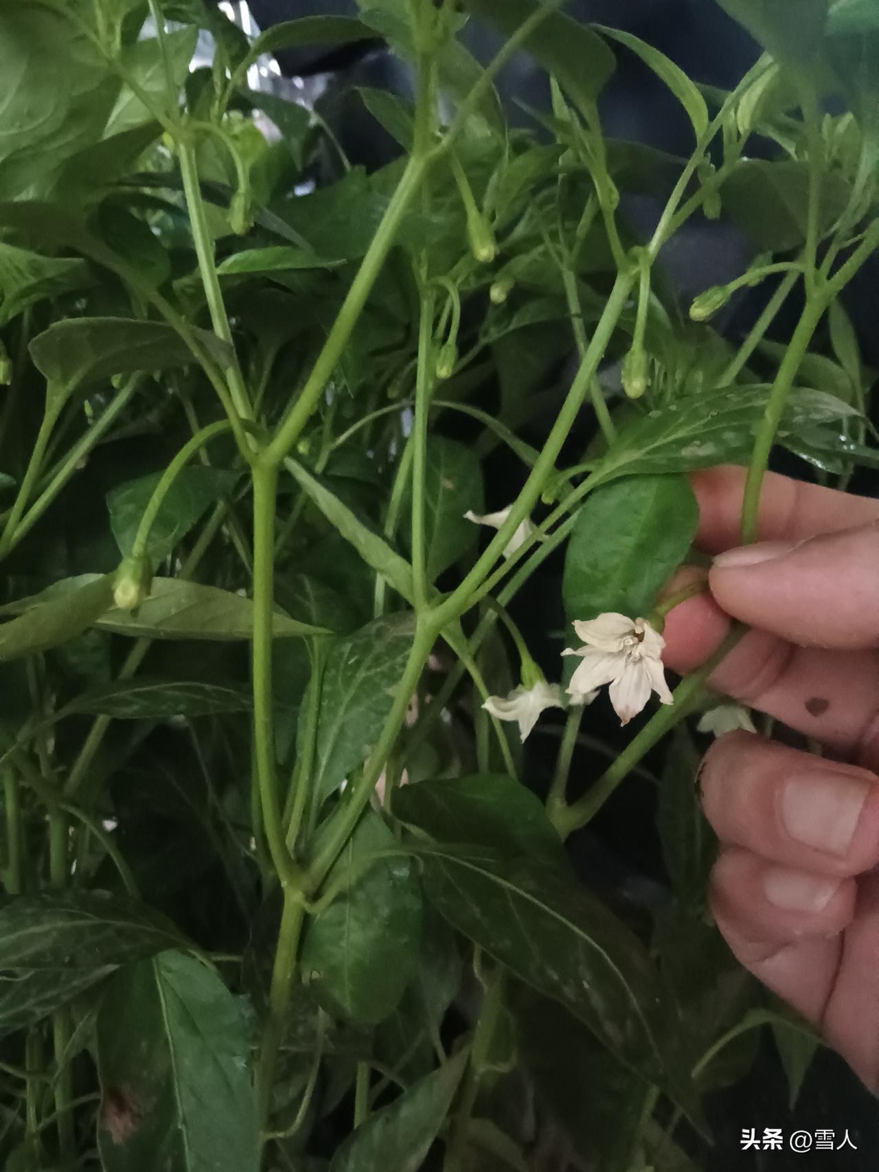 三月的永州阴雨连绵，我在地里种的辣椒，如今已经陆续开花，看着满枝嫩白的小花，心里