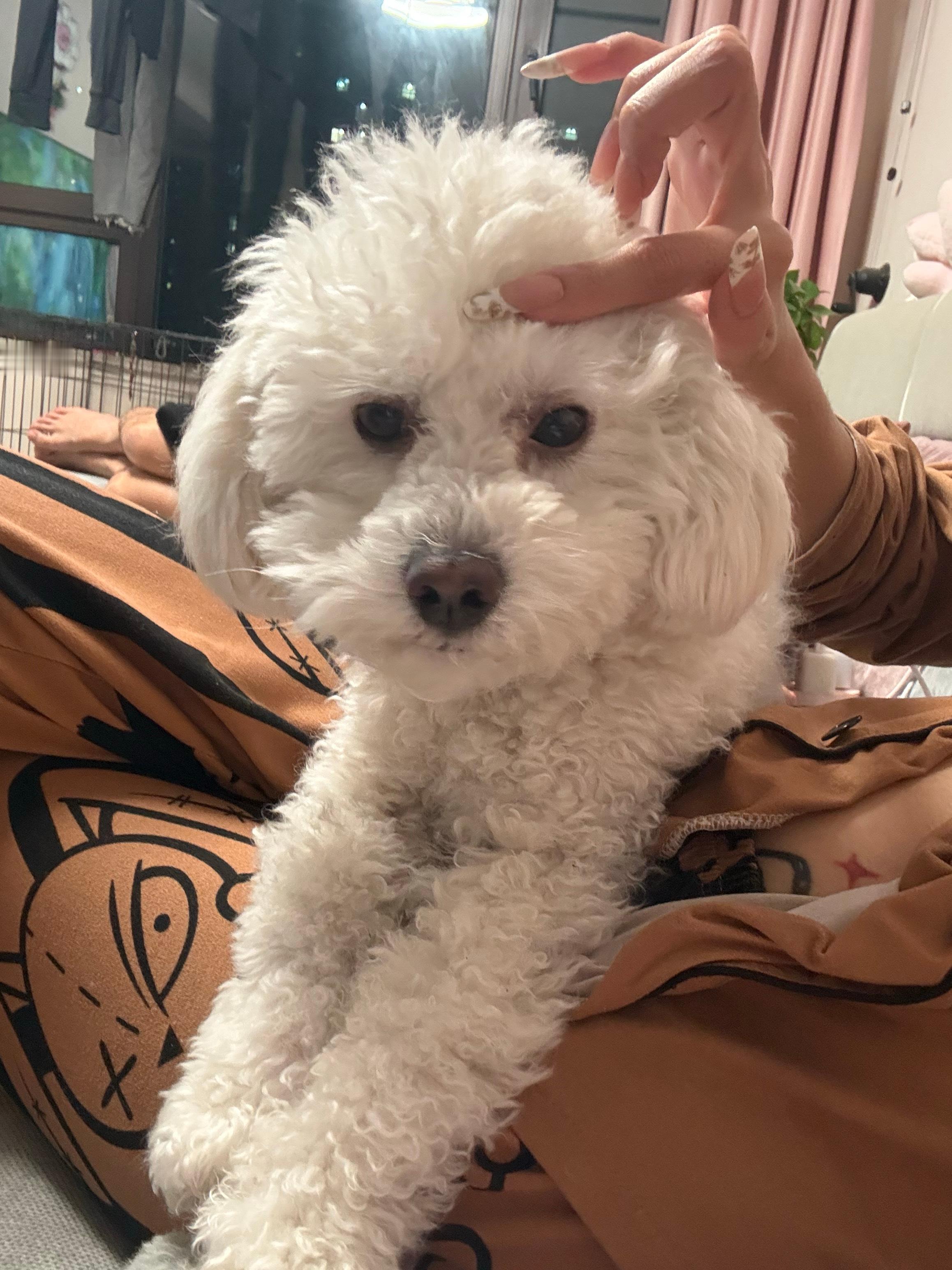 全世界最乖的两只狗狗 