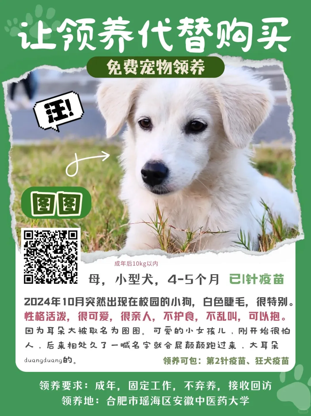 免费领养狗狗（安徽合肥市）