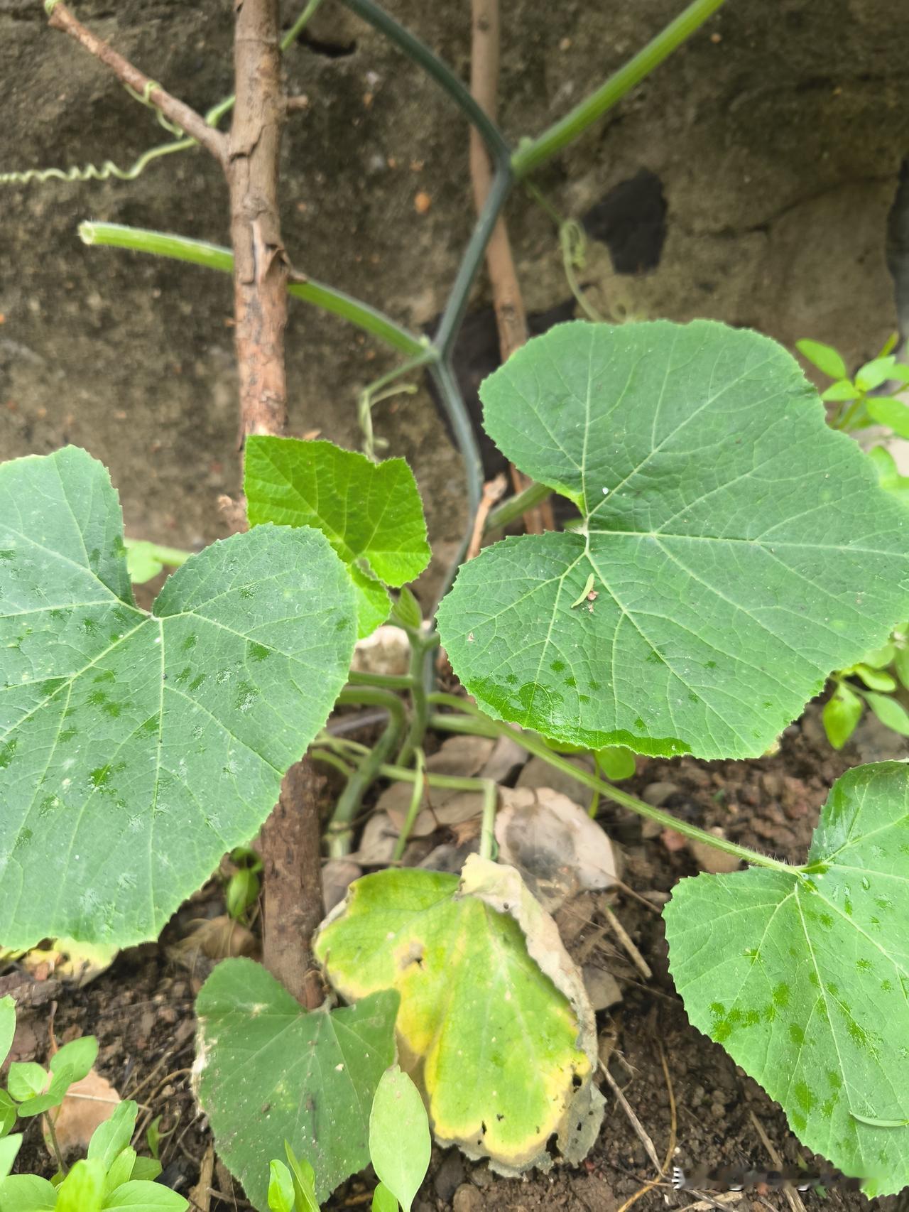 南瓜秧生长的联想
    一个半月前，我把构树下那两棵孱弱的南瓜苗，移栽到小区墙