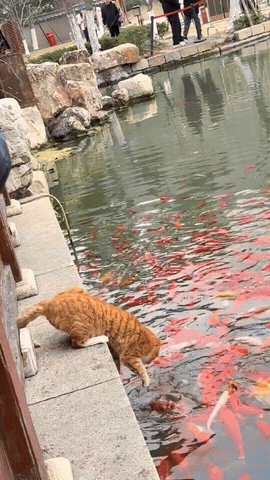 笑喷！公园橘猫“零元购”锦鲤，叼着大红鱼撒腿就跑，网友：这猫成精了！
 
家人们