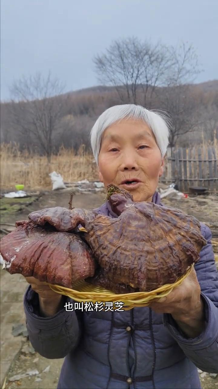 黑龙江原始大森林，白松上生长纯野生的松杉灵芝。
我家是小兴安岭的主脉原始大森林，