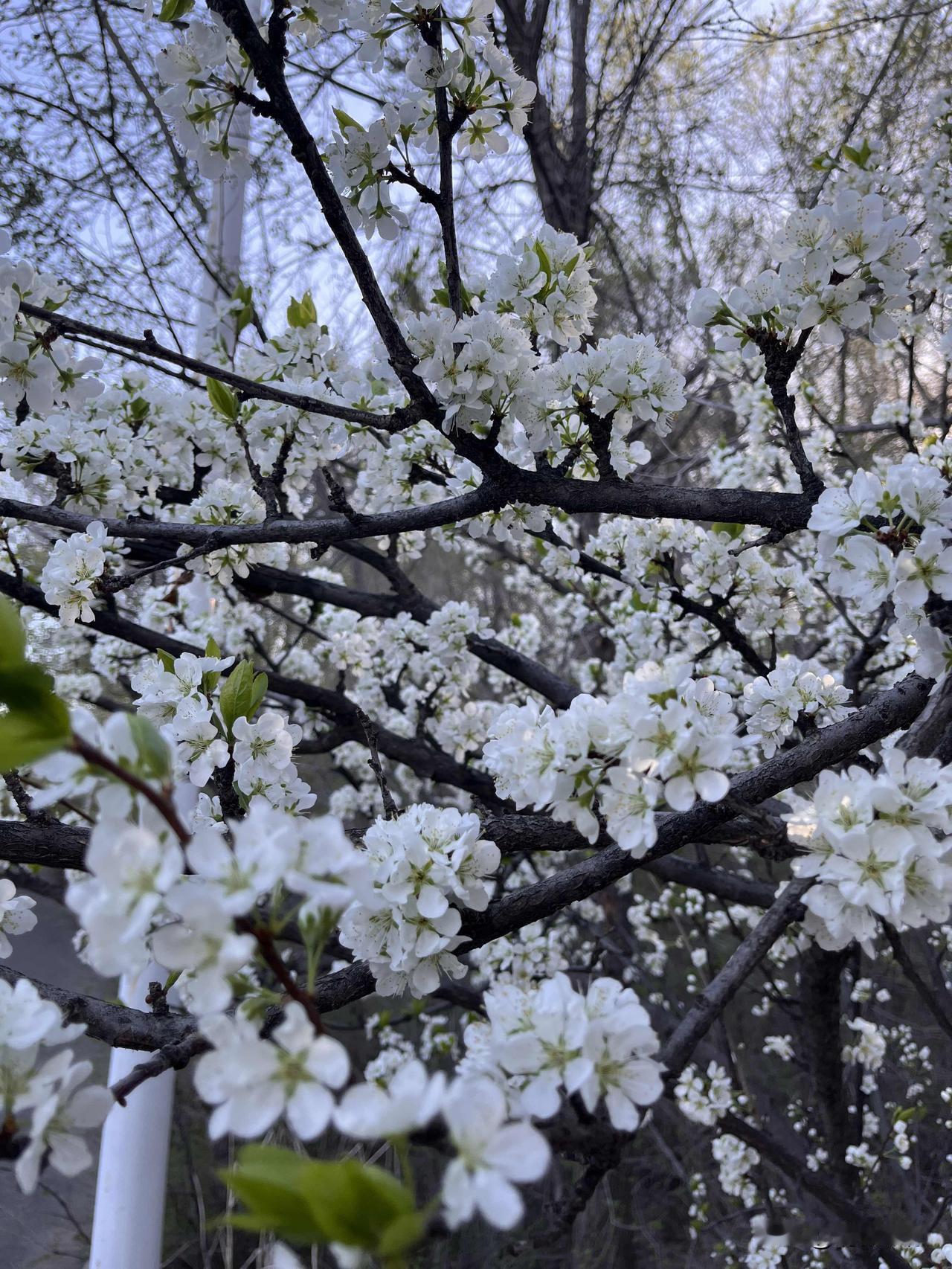 我的笔墨
轻舞飞扬在纸上
你的爱语
涤荡着盈盈心湖
诉说思念的绵长
牵动着我的视