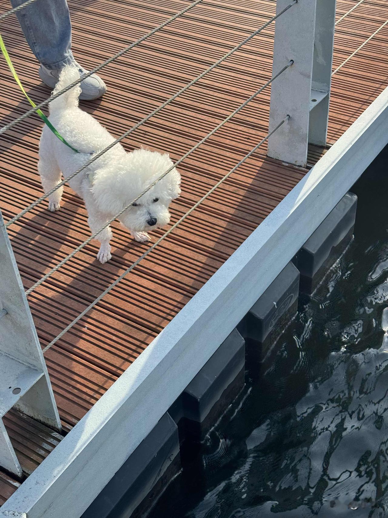 我家小狗子那胆子大得离谱。今天带它去河边，那河水看着深不见底，波涛还时不时翻滚着