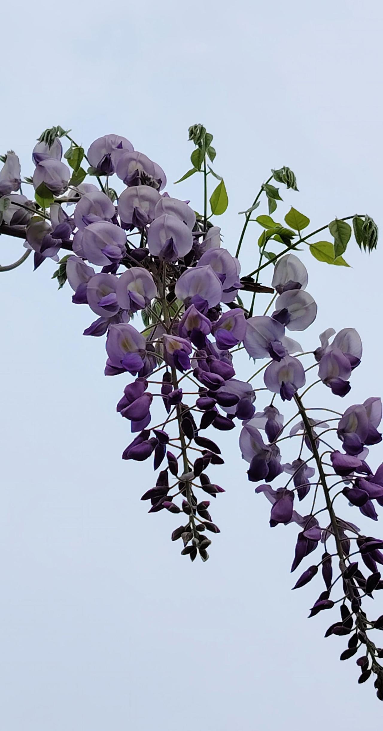 用手机记录生活原创视频