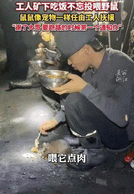 万物皆有灵！贵州一矿洞内，一名矿工每次吃饭都会有一只老鼠来蹭饭，在普通人眼里这只