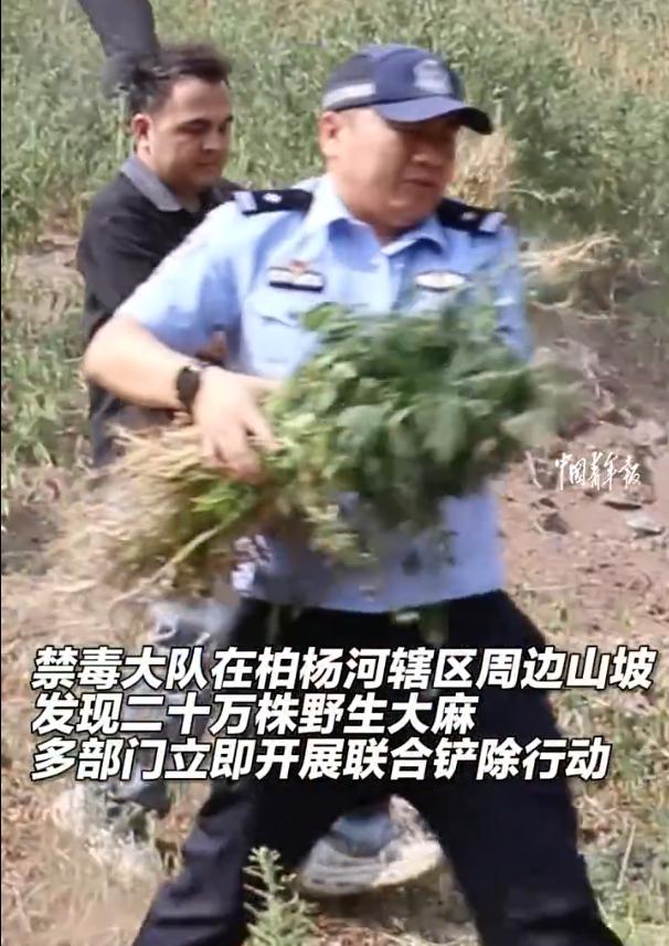 2026年6月底，乌鲁木齐米东区禁毒大队在柏杨河周边山坡排查，发现连片野生大麻，