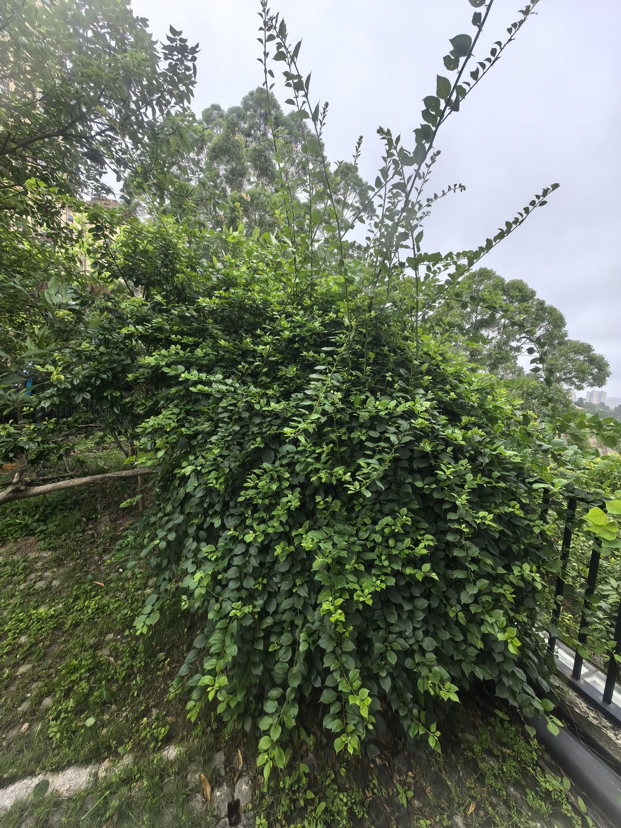 别以为，三角梅都喜欢花开满树。
其实，它只要有条件，才不愿意开花，它最想的就是占