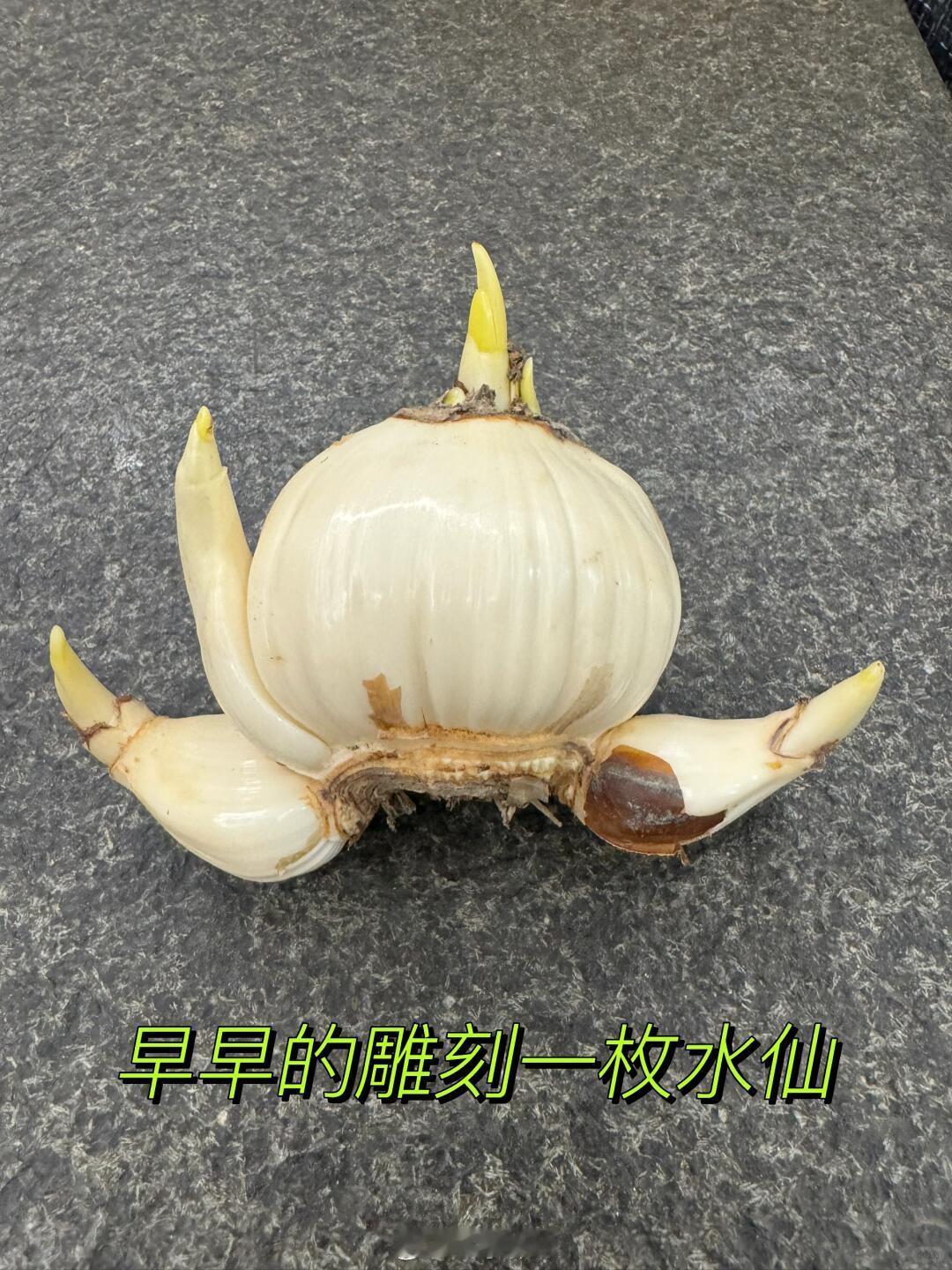 中国手艺人把花养成山水画把水仙花雕刻成花孔雀 刻刀轻旋，水仙新生。从普通种球到孔