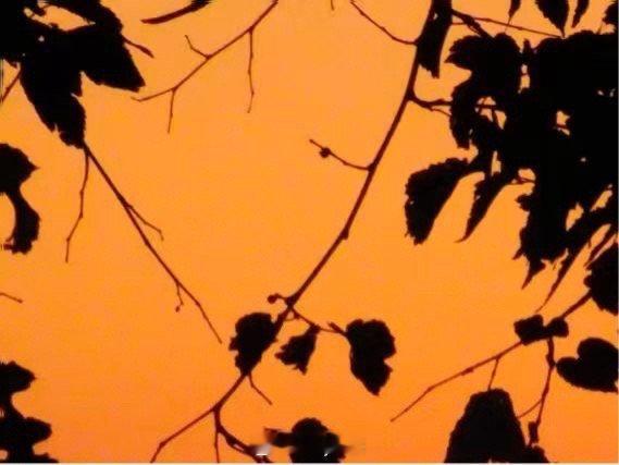 每日一善[超话]  茶不过两种姿态，浮、沉；饮茶人不过两种姿势，拿起、放下。人生