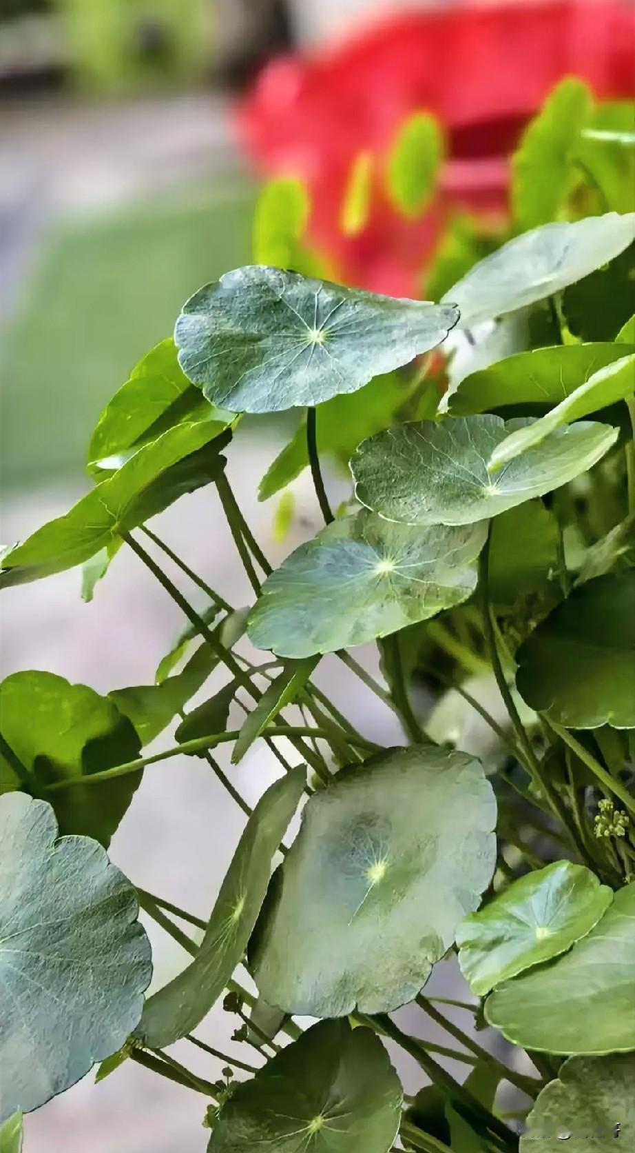 乡村旅游要让消费者舒服，关键在于提供城市无法复制的“舒适感”，这不等同于豪华，而
