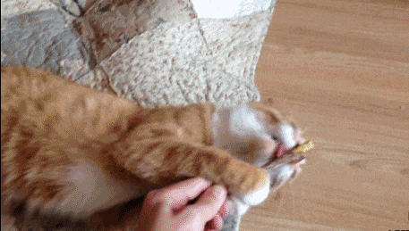 猫猫：保证舔干净，放心 