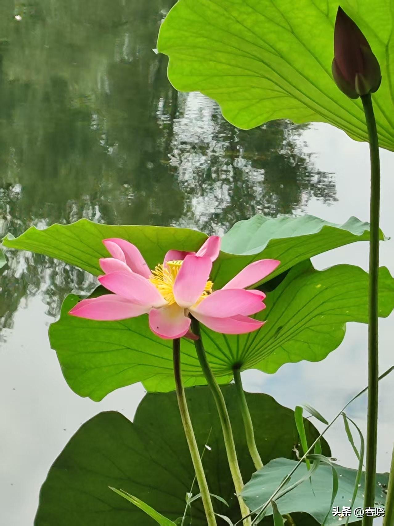 一方小小的水塘，层叠的荷叶，温柔的碧色，细碎的水光，清风拂过，漾起了涟漪。
粉色