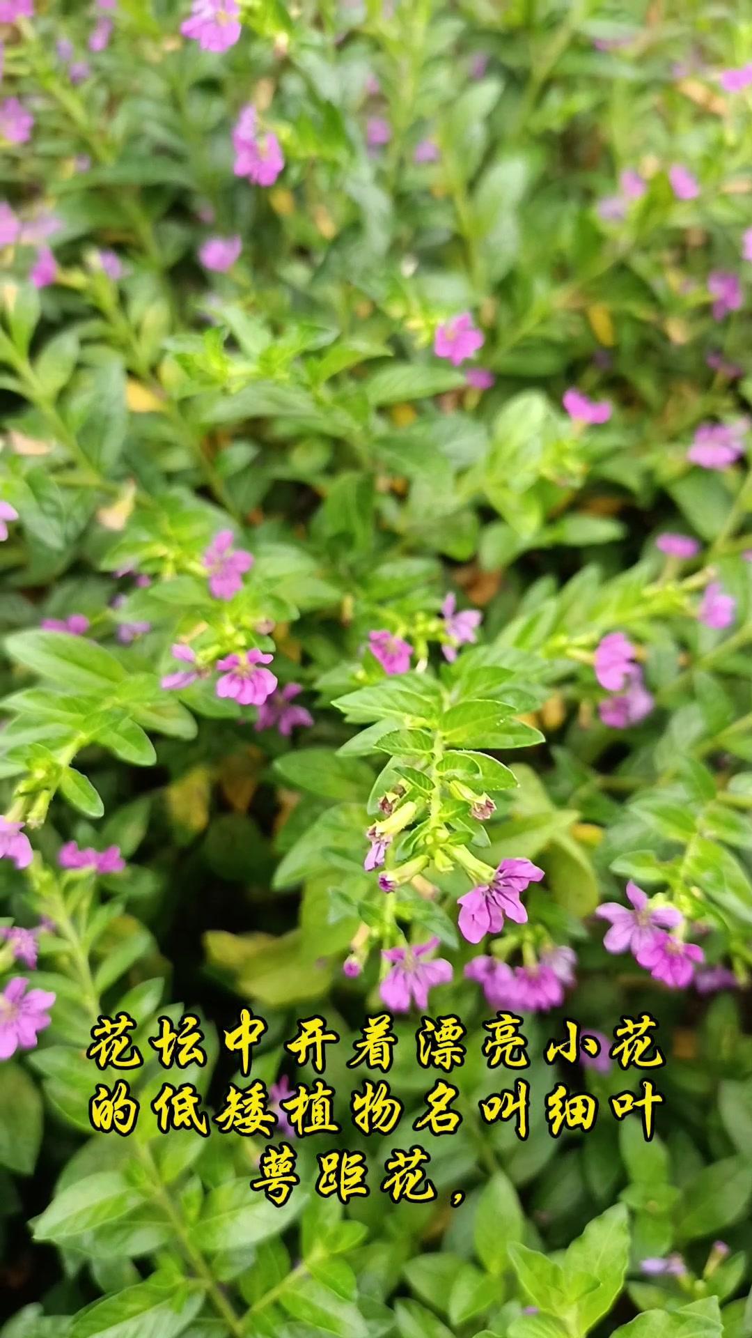 🌺发现一种超美庭院花材！花坛里藏着的紫色浪漫，细叶萼距花，认识吗？它是千屈菜科