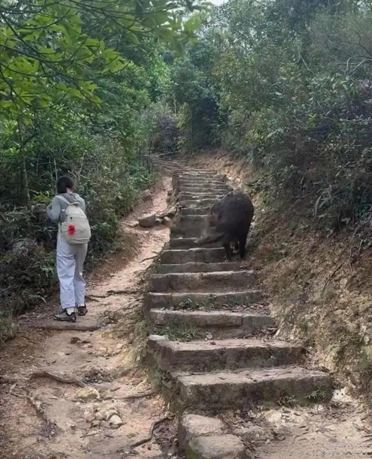 和表妹爬山遇到这个，我该怎么办啊？ 