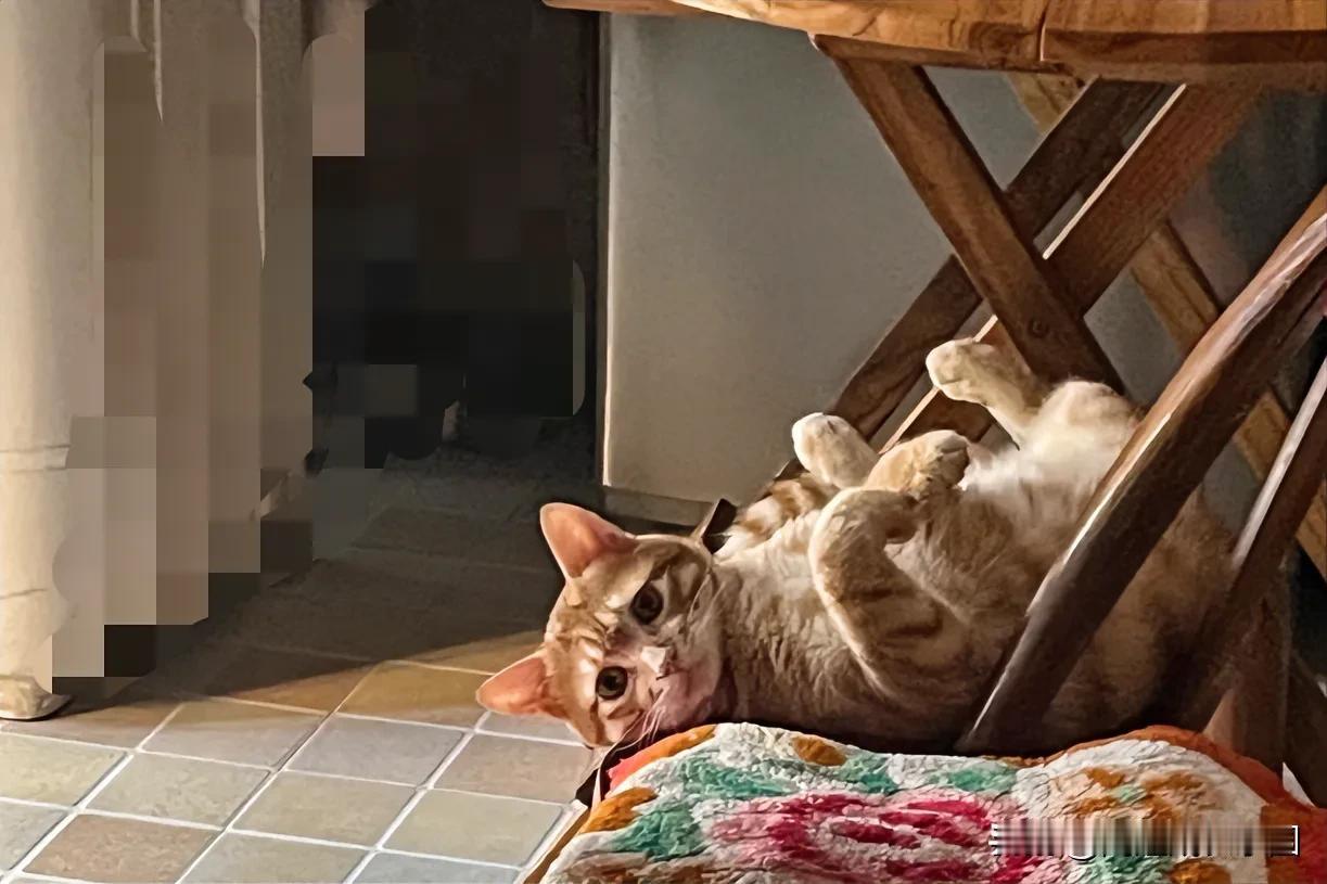 #瞬间爱上的猫咪# 大家知道吗，猫咪这种小动物，警惕性强，即使在熟悉的家里也是如