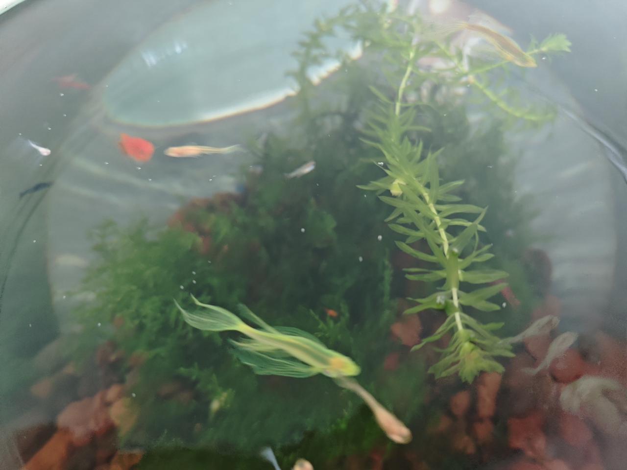 夏日生活打卡季还有绿色的小🐟