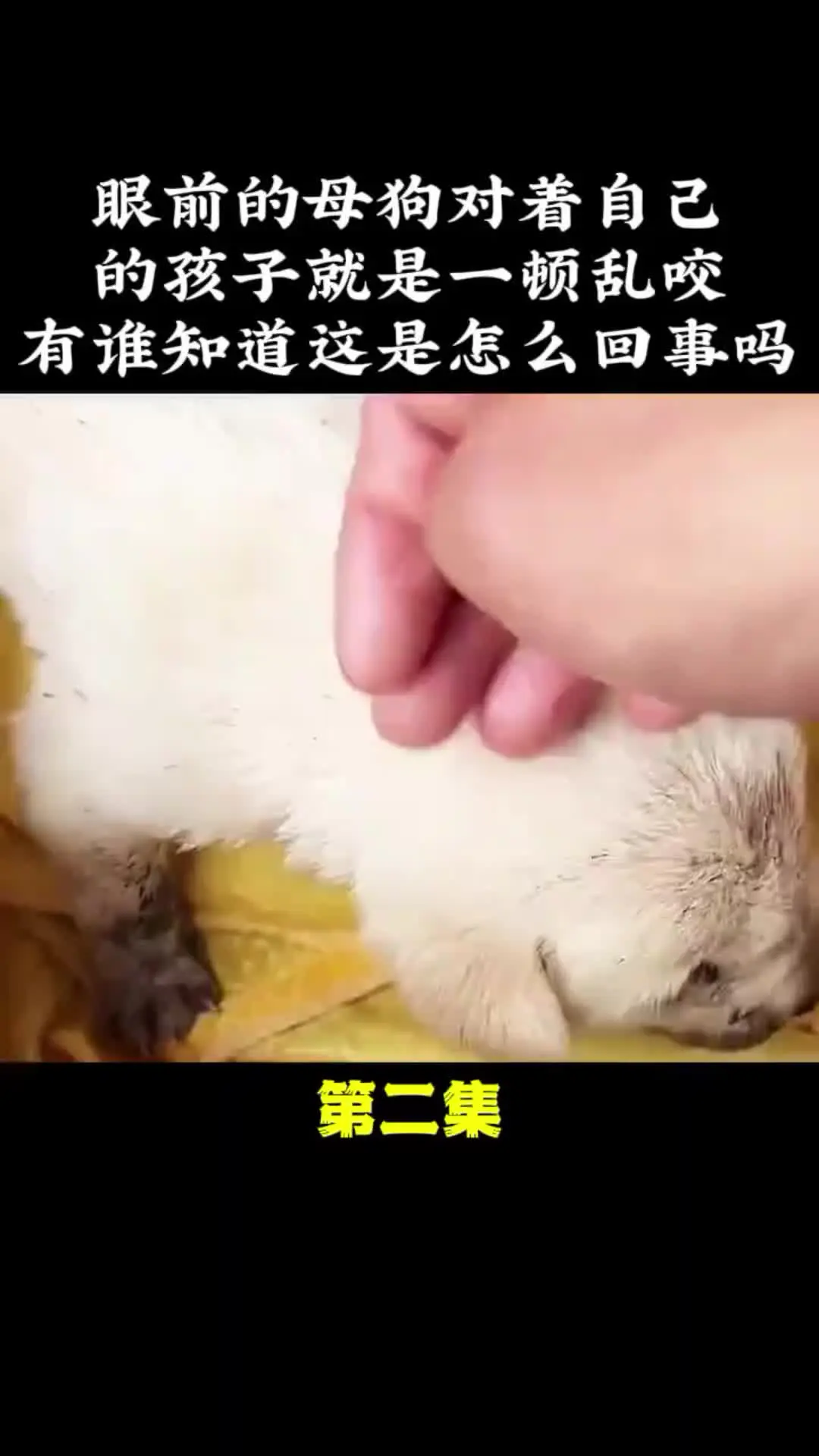 动物解说 动物世界 动物的迷惑行为