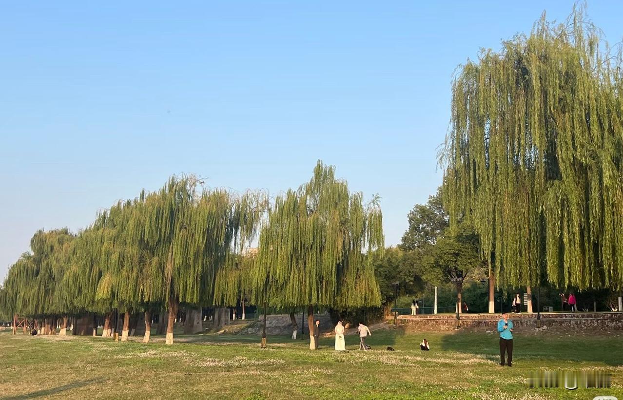 近日武汉长江边的柳树火了 齐刷刷被剪成“齐刘海” 远看像绿色屏风 不少市民觉得新