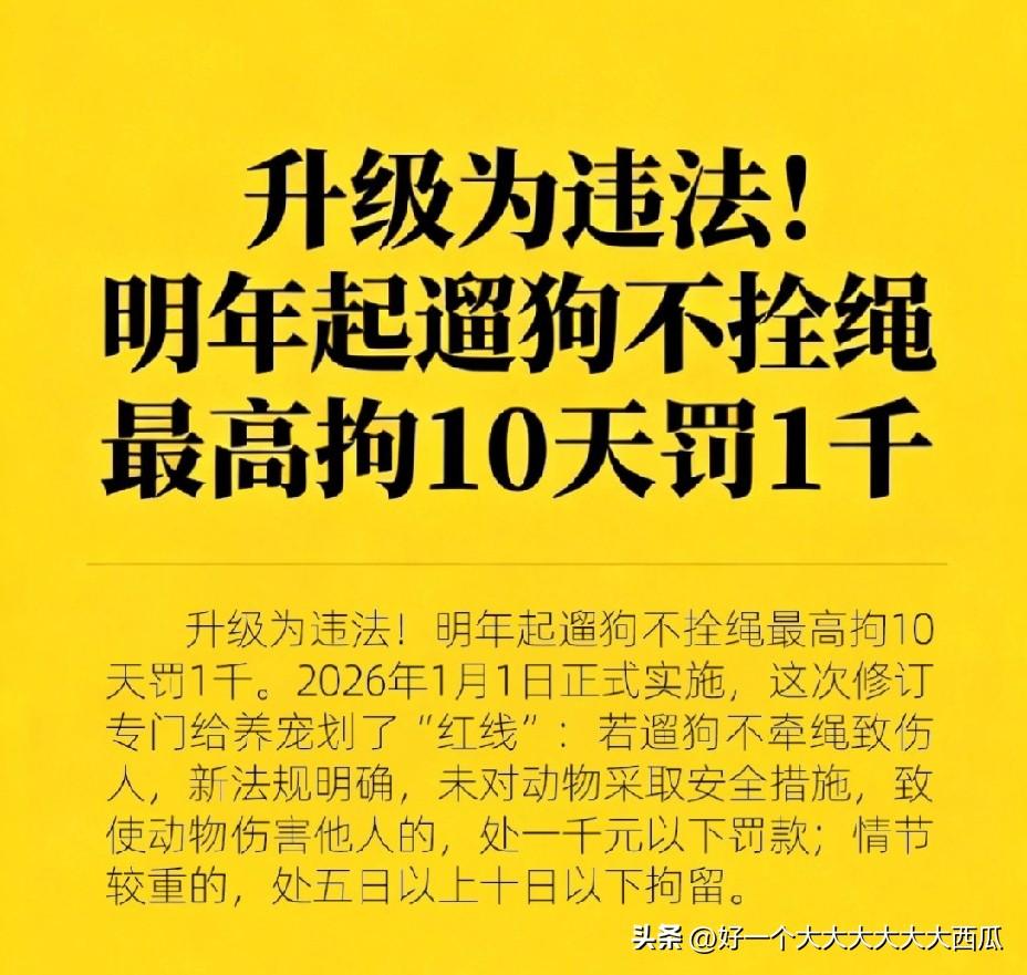 大快人心的法律规定！
从明年起，遛狗不拴绳违法了！
遛狗不拴绳伤人的，最高拘10