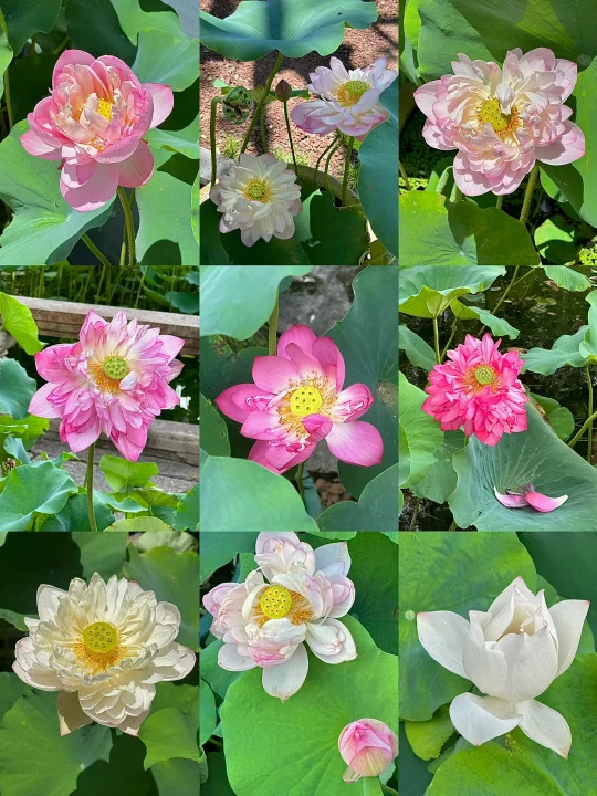上海2025荷花睡莲季🪷收费的确实赢麻了…