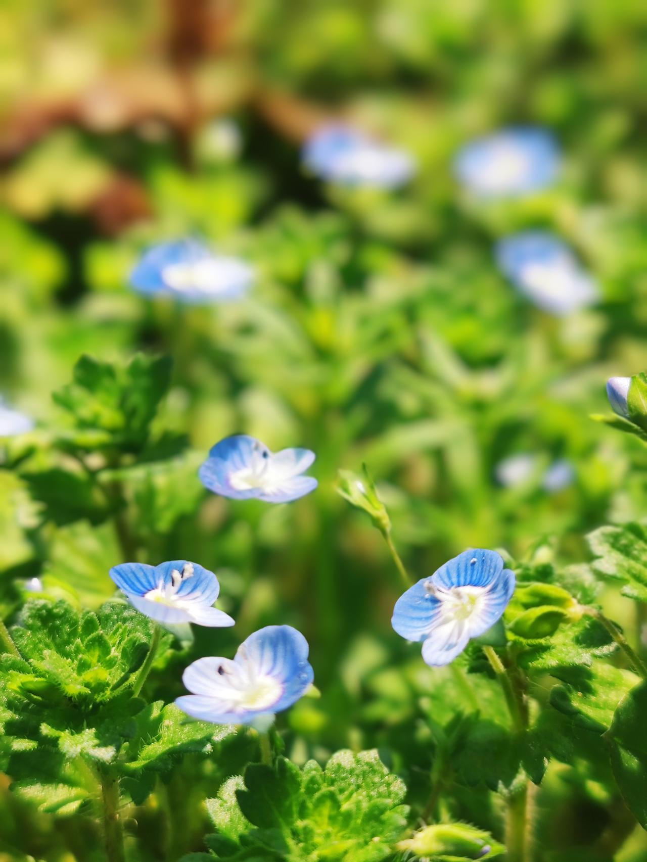 觉醒后，
可以入众随众，
但不能盲目从众，
守护好自己独立纯洁的心灵，
不受染执