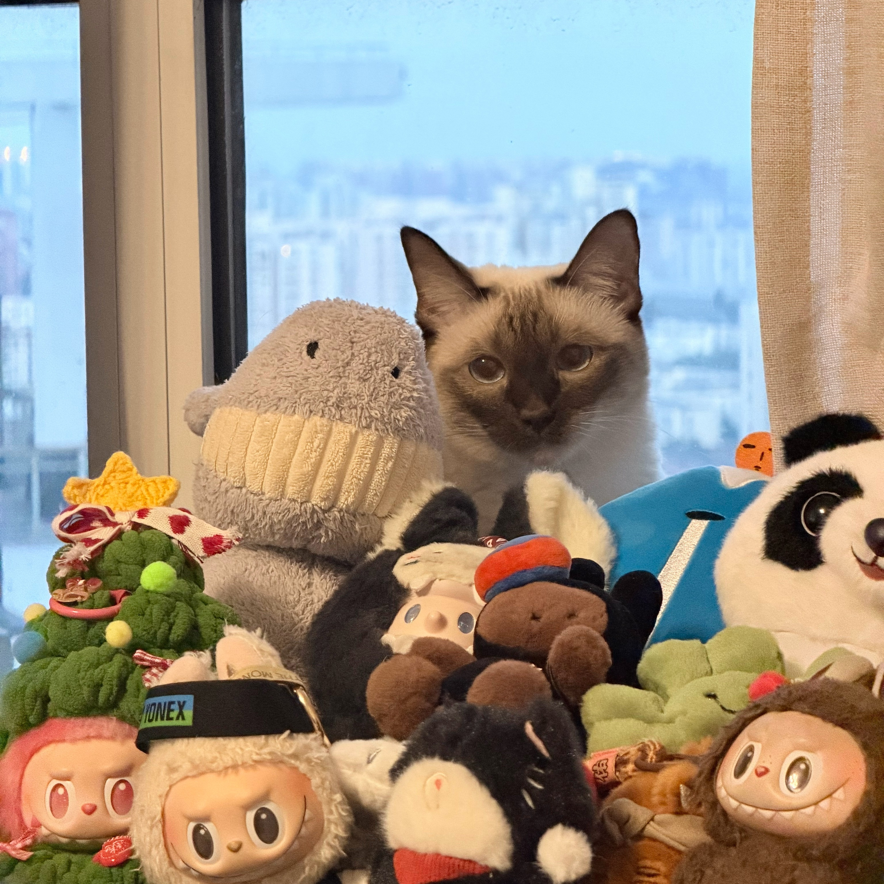 躲猫猫🐈 ​​​