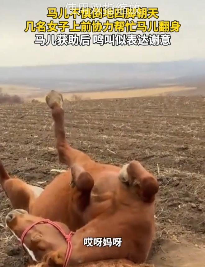 神了！内蒙古这马成精了吧？四脚朝天卡在地垄里，人说“别动，救你”，它立马就乖乖等