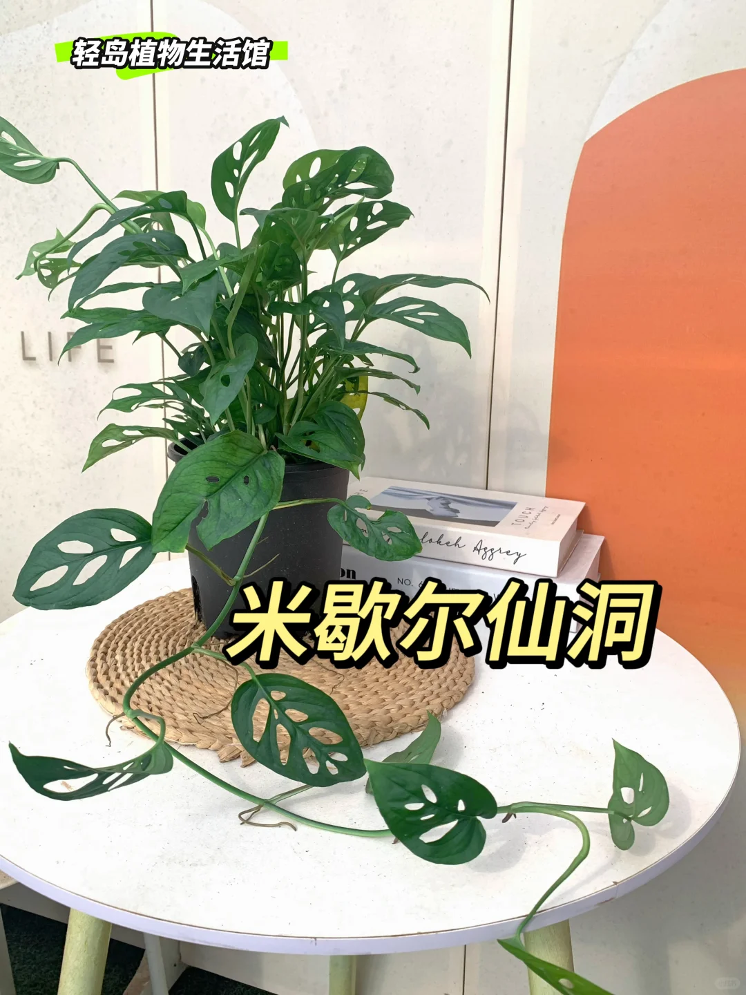 💚独特魅力 | 米歇尔仙洞龟背竹💚