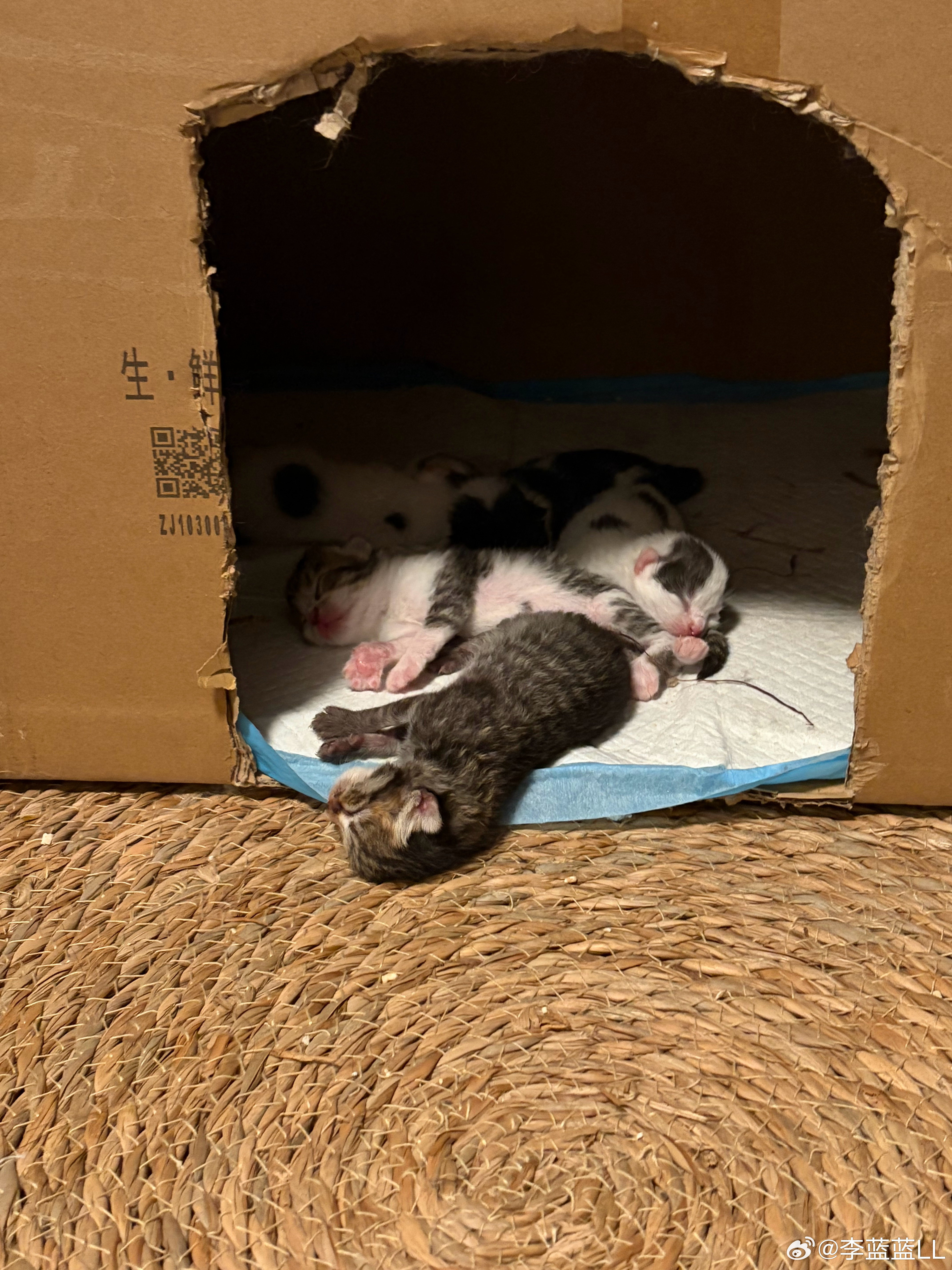 出生第二天的小奶猫，也太可爱了。