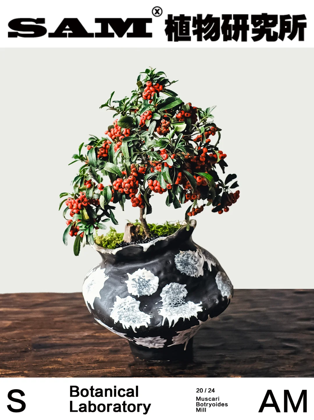 火棘 ｜Pyracantha fortuneana (Maxim.) H.