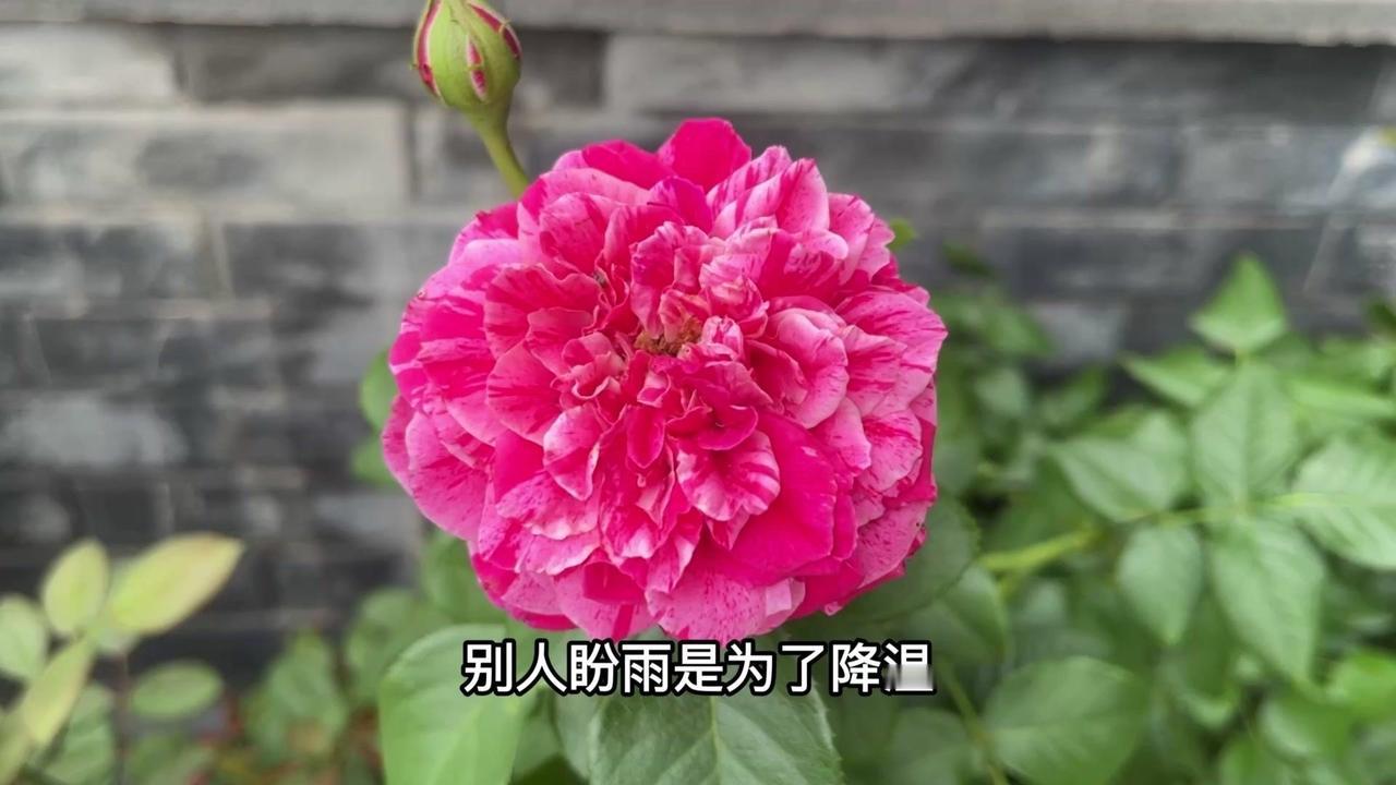 🎈别人盼雨是为了降温，我盼雨是为了少浇点水。
1️⃣雨连续下了20天后，花盆变