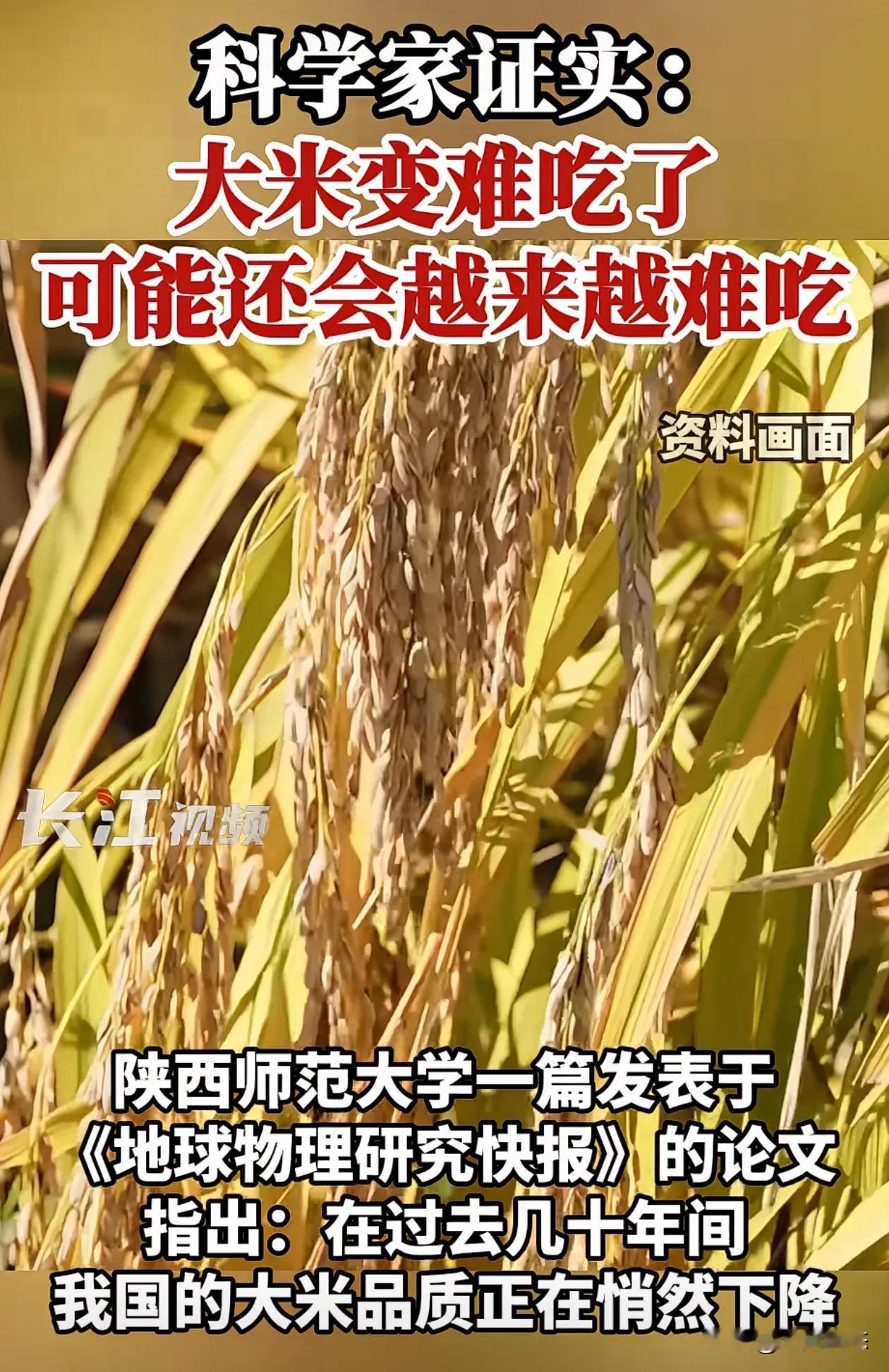 科学家证实，大米会越来越难吃
陕西师范大学发表一篇论文地球物理研究快报，指出，过