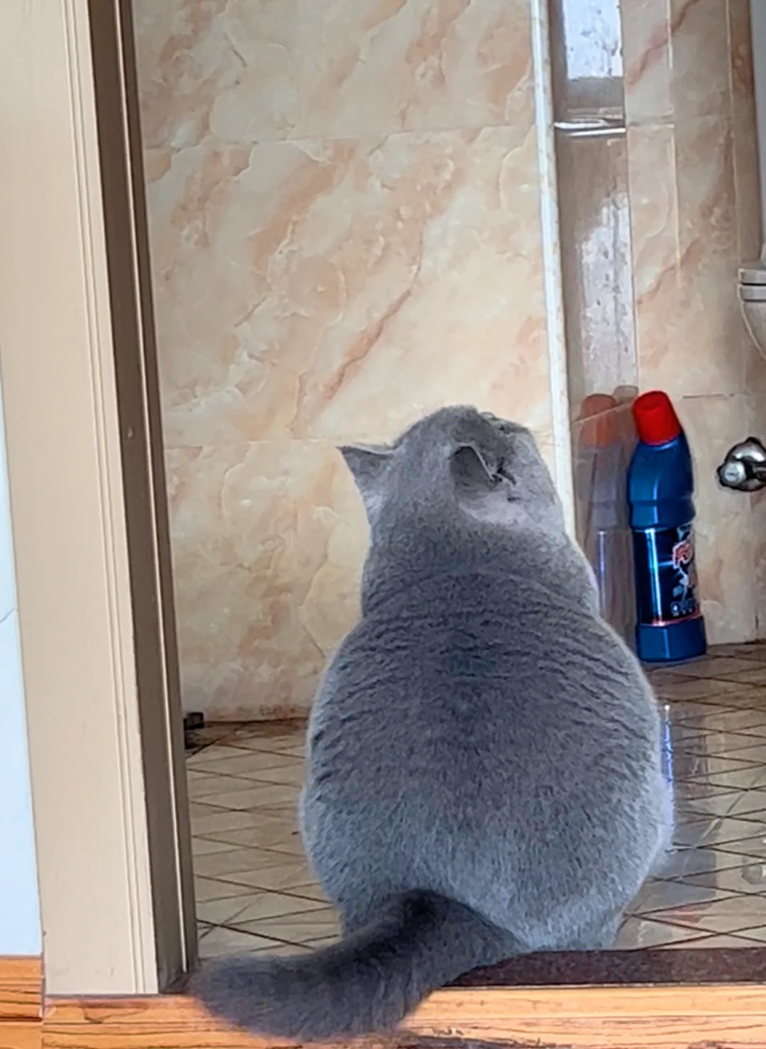 惹猫生气了，用玉背对着我怎么办？
