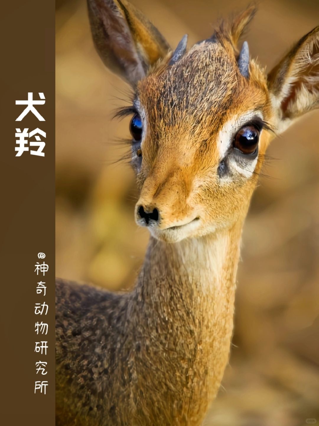 每天了解一种趣味动物👀犬羚