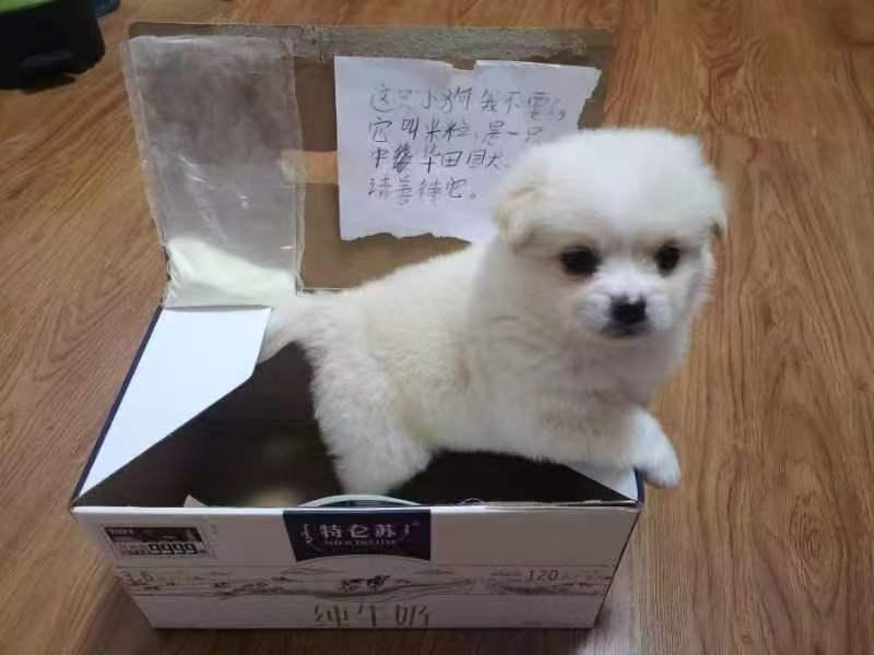 今天是国际猫咪日，我真是孤陋寡闻了，才知道。

晒晒我家三小只小时候的可爱样子吧